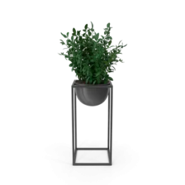 House Showpiece Plant