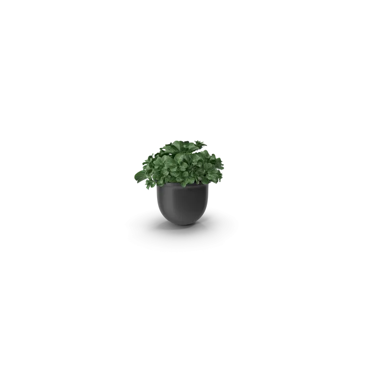 Plant Pot